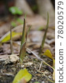 Japanese ginger bud 78020579
