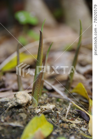 Japanese ginger bud 78020579
