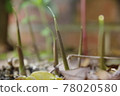 Japanese ginger bud 78020580