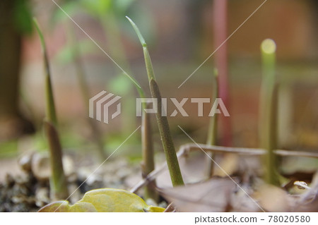 Japanese ginger bud Japanese ginger bud 78020580