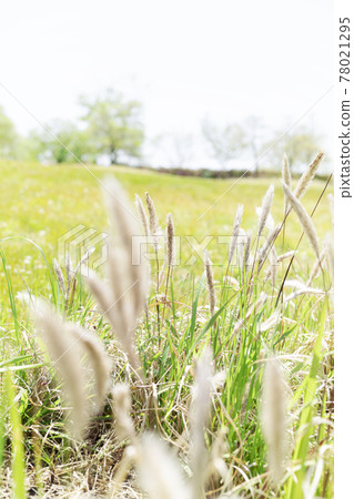 Weeds blooming in the field, Imperata cylindrica [Landscape] 78021295