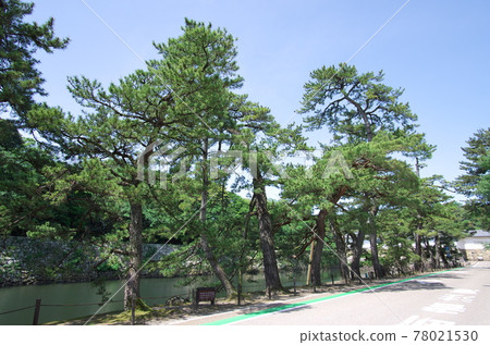 Hikone City, Shiga Prefecture: Hikone Castle "Iroha Matsu" 78021530