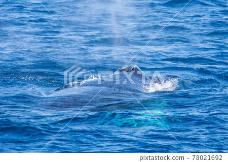 沖繩本部的座頭鯨 78021692