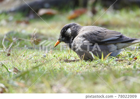 Starlings stop and look for food on the ground 78022009