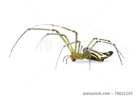 Image of Decorative Big-jawed Spider(Leucauge decorate) isolated on white background. Animal. Insect. 78022105