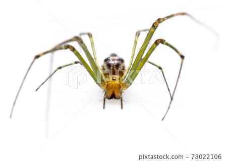 Image of Decorative Big-jawed Spider(Leucauge decorate) isolated on white background. Animal. Insect. 78022106
