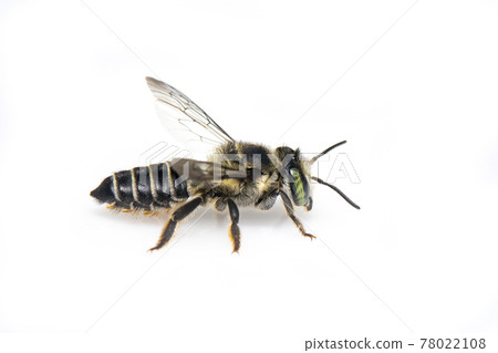 Image of Eastern cucurbit bee or Long horned bee (Peponapis pruinosa) isolated on white background. Animal. Insect. Image of Eastern cucurbit bee or Long horned bee (Peponapis pruinosa) isolated on white background. Animal. Insect. 78022108