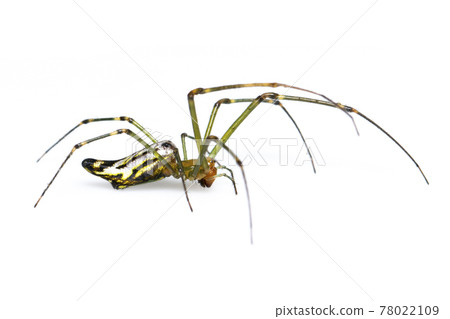 Image of Decorative Big-jawed Spider(Leucauge decorate) isolated on white background. Animal. Insect. Image of Decorative Big-jawed Spider(Leucauge decorate) isolated on white background. Animal. Insect. 78022109