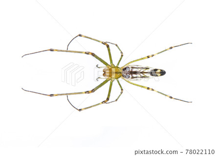 Image of Decorative Big-jawed Spider(Leucauge decorate) isolated on white background. Animal. Insect. Image of Decorative Big-jawed Spider(Leucauge decorate) isolated on white background. Animal. Insect. 78022110