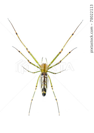 Image of Decorative Big-jawed Spider(Leucauge decorate) isolated on white background. Animal. Insect. Image of Decorative Big-jawed Spider(Leucauge decorate) isolated on white background. Animal. Insect. 78022113