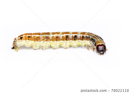 Image of brown pattern caterpillars isolated on white background. Animal. Insect. Image of brown pattern caterpillars isolated on white background. Animal. Insect. 78022118