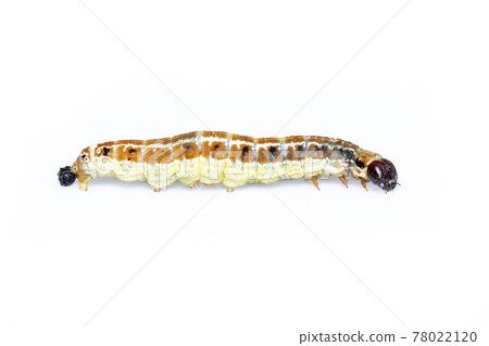 Image of brown pattern caterpillars isolated on white background. Animal. Insect. Image of brown pattern caterpillars isolated on white background. Animal. Insect. 78022120