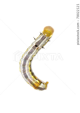 Image of yellow-headed butterfly caterpillars isolated on white background. Animal. Insect. 78022121