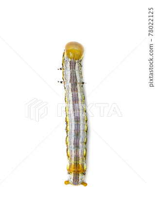Image of yellow-headed butterfly caterpillars isolated on white background. Animal. Insect. Image of yellow-headed butterfly caterpillars isolated on white background. Animal. Insect. 78022125