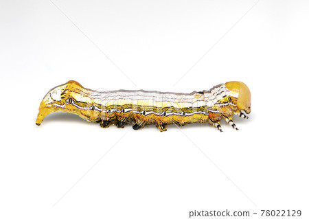 Image of yellow-headed butterfly caterpillars isolated on white background. Animal. Insect. 78022129