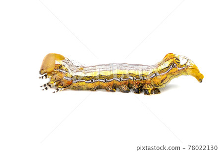 Image of yellow-headed butterfly caterpillars isolated on white background. Animal. Insect. Image of yellow-headed butterfly caterpillars isolated on white background. Animal. Insect. 78022130