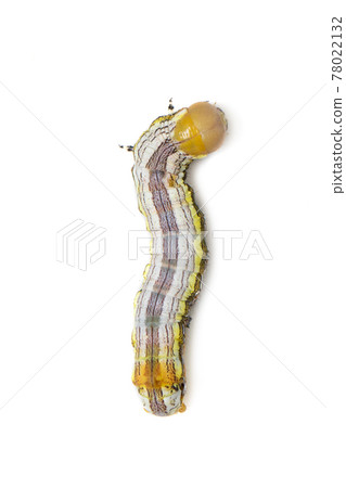 Image of yellow-headed butterfly caterpillars isolated on white background. Animal. Insect. Image of yellow-headed butterfly caterpillars isolated on white background. Animal. Insect. 78022132