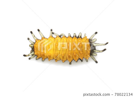 Image of amber caterpillar isolated on white background. Animal. Insect. Image of amber caterpillar isolated on white background. Animal. Insect. 78022134