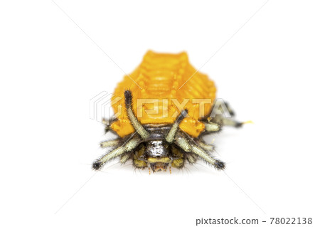 Image of amber caterpillar isolated on white background. Animal. Insect. Image of amber caterpillar isolated on white background. Animal. Insect. 78022138