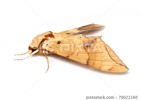 Image of brown moth (Ambulyx Iiturata) isolated on white background. Butterfly. Animal. Insect. 78022160