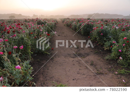 Poppy field in the morning mist Poppy field in the morning mist 78022590