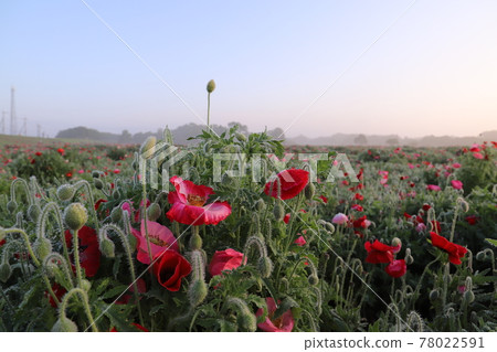 Poppy field in the morning mist 78022591
