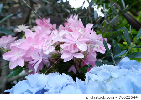 Hydrangea in Kuju Flower Park Hydrangea in Kuju Flower Park 78022644