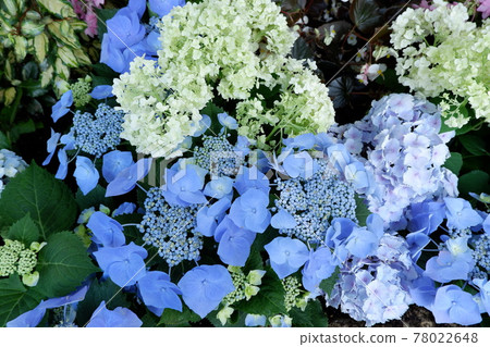 九重花卉公園的繡球花 78022648