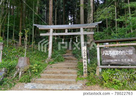 東京八王子市八王子城遺址山路到本丸 78022763