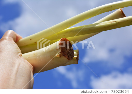 一種罕見的蔬菜。講述了根薯、內沫、芋頭、脆皮、手推車、春的軟白栽培。千葉縣柏市特產 一種罕見的蔬菜。講述了根薯、內沫、芋頭、脆皮、手推車、春的軟白栽培。千葉縣柏市特產 78023664