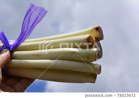 A rare vegetable. It tells about the soft-white cultivation of root potatoes, neimo, and taro buds, crispy, trolley, and spring. Special product of Kashiwa City, Chiba Prefecture A rare vegetable. It tells about the soft-white cultivation of root potatoes, neimo, and taro buds, crispy, trolley, and spring. Special product of Kashiwa City, Chiba Prefecture 78023672