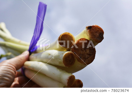 A rare vegetable. It tells about the soft-white cultivation of root potatoes, neimo, and taro buds, crispy, trolley, and spring. Special product of Kashiwa City, Chiba Prefecture A rare vegetable. It tells about the soft-white cultivation of root potatoes, neimo, and taro buds, crispy, trolley, and spring. Special product of Kashiwa City, Chiba Prefecture 78023674