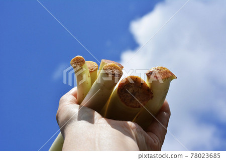 A rare vegetable. It tells about the soft-white cultivation of root potatoes, neimo, and taro buds, crispy, trolley, and spring. Special product of Kashiwa City, Chiba Prefecture A rare vegetable. It tells about the soft-white cultivation of root potatoes, neimo, and taro buds, crispy, trolley, and spring. Special product of Kashiwa City, Chiba Prefecture 78023685