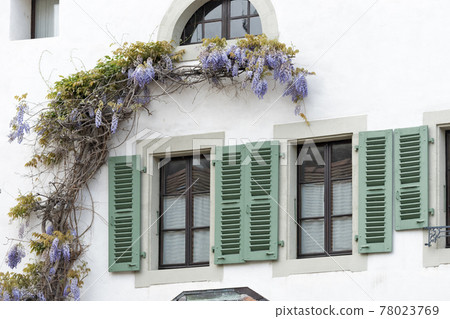 Blossoming wistaria branch in spring on a house in old city of Nyon, canton of Vaud in Switzerland Blossoming wistaria branch in spring on a house in old city of Nyon, canton of Vaud in Switzerland 78023769