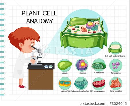 Anatomy of plant cell (Biology Diagram) 78024043