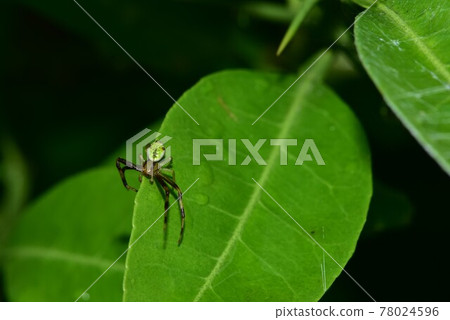A small male Ebrechtella spider with a green back on the abdomen 78024596