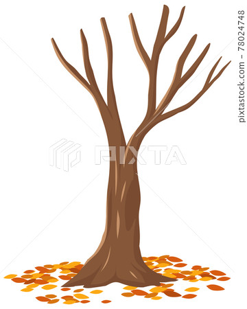 Isolated autumn tree on white background Isolated autumn tree on white background 78024748