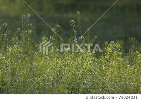 spring flowers, shepherds purse spring flowers, shepherds purse 78024831
