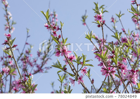 spring flowers, peach tree 78024849