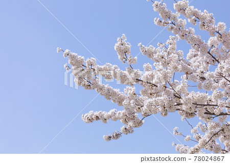 spring flowers, cherry blossom 78024867