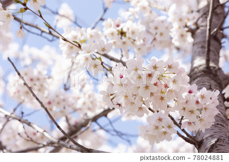spring flowers, cherry blossom spring flowers, cherry blossom 78024881