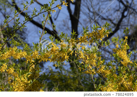 Spring flowers - forsythia blooming in the blue skies and spring 78024895