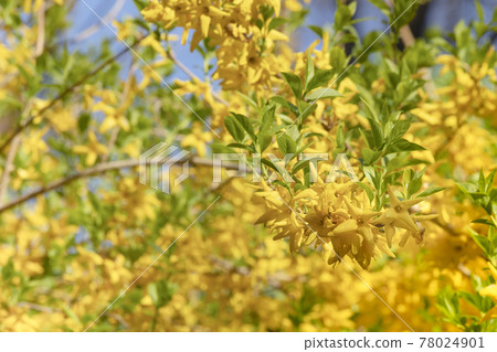 Spring flowers - forsythia blooming in the spring sunshine 78024901