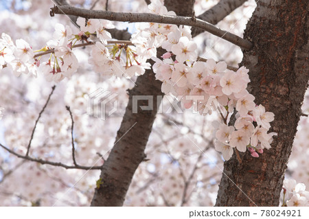 spring flowers, cherry blossom spring flowers, cherry blossom 78024921