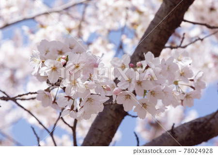 spring flowers, cherry blossom spring flowers, cherry blossom 78024928