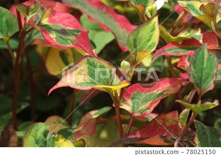 Houttuynia cordata（五色魚腥草），五顏六色的葉子和花蕾 78025150