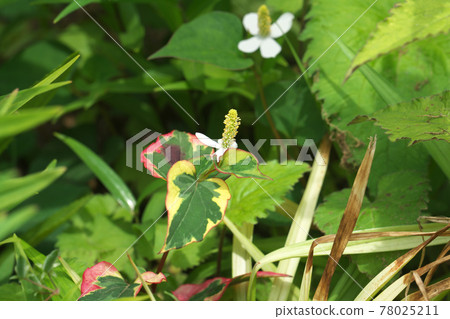 魚腥草 (Houttuynia cordata) 的花朵和五顏六色的葉子 魚腥草 (Houttuynia cordata) 的花朵和五顏六色的葉子 78025211