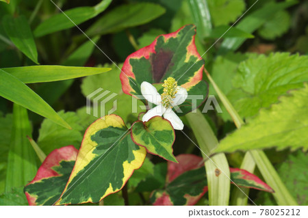 魚腥草 (Houttuynia cordata) 的花朵和五顏六色的葉子 78025212