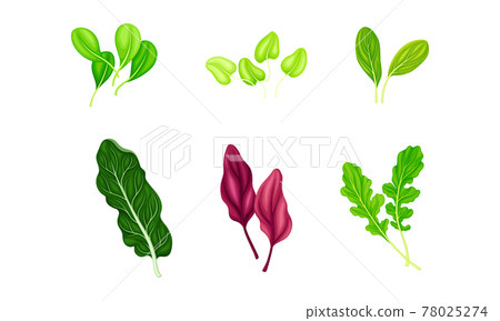 Salad Leaves as Raw and Vitaminic Nutrition Vector Set Salad Leaves as Raw and Vitaminic Nutrition Vector Set 78025274