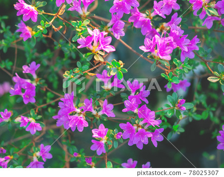 The spring or summer background of the pink azalea flowers in full bloom with the space for your text. Selective focus. Beautiful blur. 78025307